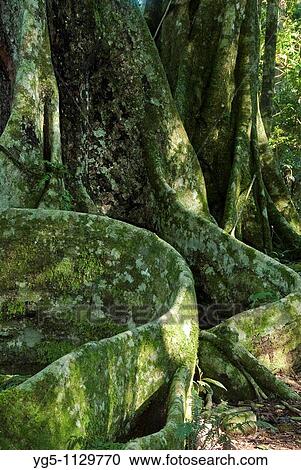 Typical roots of a giant rainforest tree, Lamington National Park, Australia View Large Photo Image Stock Image - Typical roots of a giant rainforest tree, Lamington National Park, Australia. Fotosearch