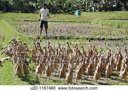 Stock Image - Ubud (Bali, Indonesia): a ducks shepherd in a paddy. Fotosearch