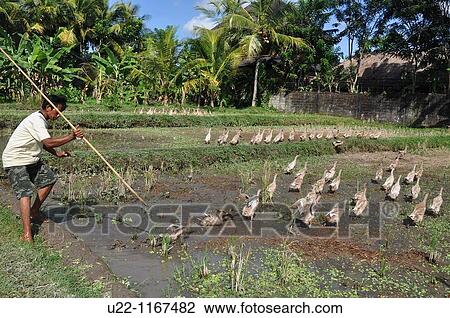Stock Image - Ubud (Bali, Indonesia): a ducks shepherd in a paddy. Fotosearch