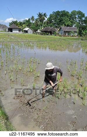 Ubud (Bali, Indonesia): a man working in a paddy View Large Photo Image Stock Photography - Ubud (Bali, Indonesia): a man working in a paddy. Fotosearch