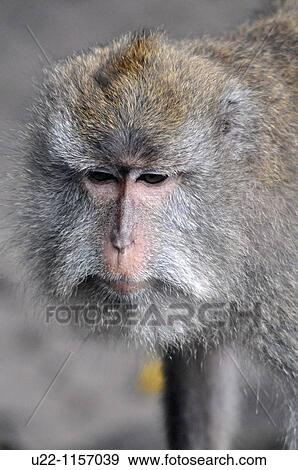 Ubud (Bali, Indonesia): a monkey in the Monkey Forest View Large Photo Image Stock Photo - Ubud (Bali, Indonesia): a monkey in the Monkey Forest. Fotosearch