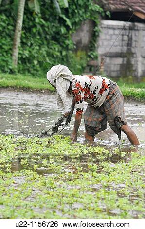 Ubud (Bali, Indonesia): a woman working in a paddy View Large Photo Image Stock Photograph - Ubud (Bali, Indonesia): a woman working in a paddy. Fotosearch