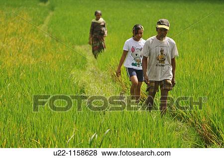 Stock Photo - Ubud (Bali, Indonesia): people walking through a paddy. Fotosearch