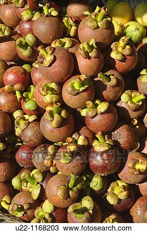 Stock Image - Ubud (Bali, Indonesia): purple mangosteen fruit, sold at the market. Fotosearch