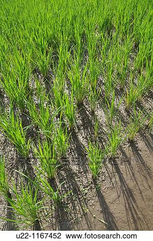 Ubud (Bali, Indonesia): rice plants in a paddy View Large Photo Image Stock Image - Ubud (Bali, Indonesia): rice plants in a paddy. Fotosearch