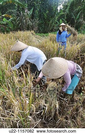 Ubud (Bali, Indonesia): women cleaning rice plants in a paddy View Large Photo Image Stock Image - Ubud (Bali, Indonesia): women cleaning rice plants in a paddy. Fotosearch