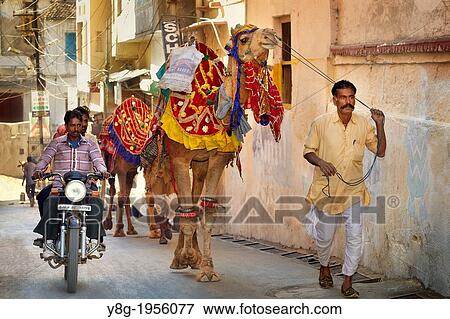 Stock Photo - Udaipur street scene, indian man leading a camel and motorbike on the street, Udaipur, India.. Fotosearch