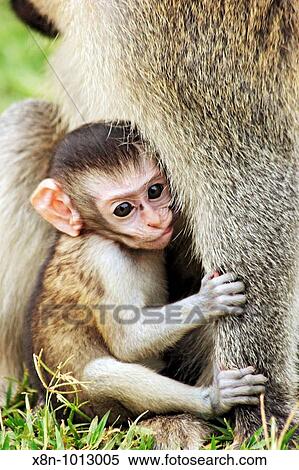 Uganda, East Africa View Large Photo Image Stock Photography - Uganda, East Africa. Fotosearch