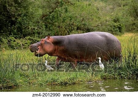 UGANDA, QUEEN ELIZABETH NATIONAL PARK, KAZINGA CHANNEL, HIPPOPOTAMUS ON LAND, CATTLE EGRETS. View Large Photo Image Stock Image - UGANDA, QUEEN ELIZABETH NATIONAL PARK, KAZINGA CHANNEL, HIPPOPOTAMUS ON LAND, CATTLE EGRETS.. Fotosearch