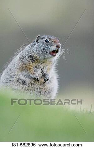 Uinta Ground Squirrel (Spermophillus armatus) adult calling alarm. Yellowstone National Park, Wyoming, USA. June 2005. View Large Photo Image Stock Photograph - Uinta Ground Squirrel (Spermophillus armatus) adult calling alarm. Yellowstone National Park, Wyoming, USA. June 2005.. Fotosearch