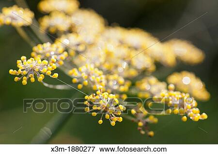 UK, Close up view of Fennel (Foeniculum vulgare) View Large Photo Image Stock Photo - UK, Close up view of Fennel (Foeniculum vulgare). Fotosearch