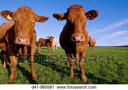 uk, england, Devon, north exmoor cattle closeup View Large Photo Image Stock Image - uk, england, Devon, north exmoor cattle closeup. Fotosearch
