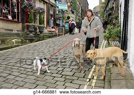 UK, England, North Yorkshire, Haworth, Main Street, dogwalker, cobblestone, dogs, leash, View Large Photo Image Stock Image - UK, England, North Yorkshire, Haworth, Main Street, dogwalker, cobblestone, dogs, leash,. Fotosearch