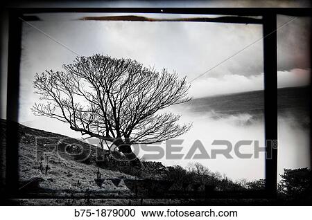 UK, England, North Yorkshire, tree, Country Walk View Large Photo Image Stock Image - UK, England, North Yorkshire, tree, Country Walk. Fotosearch