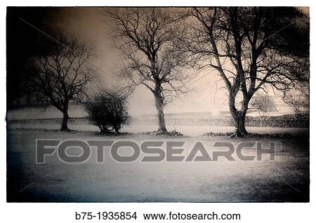 UK, England, North Yorkshire, Yorkshire Dales, scenery of the countryside with trees View Large Photo Image Picture - UK, England, North Yorkshire, Yorkshire Dales, scenery of the countryside with trees. Fotosearch