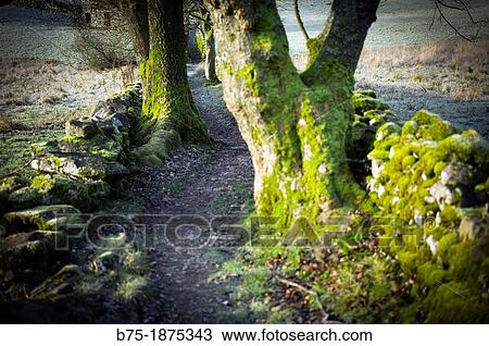 Stock Image - UK, England, North Yorkshire, Yorkshire Dales, foot path in the forest. Fotosearch