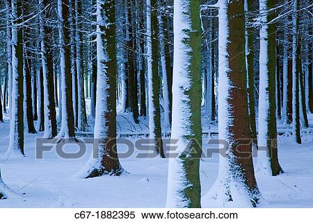 Stock Photography - UK, Hertfordshire, Ringshall, Wood in winter. Fotosearch