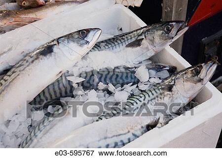 UK, London. Portobello Road. Fishmonger Stall View Large Photo Image Stock Photo - UK, London. Portobello Road. Fishmonger Stall. Fotosearch