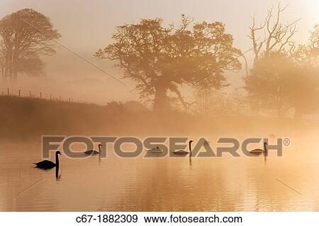 UK, Mute Swans at sunrise on foggy morning View Large Photo Image Stock Photo - UK, Mute Swans at sunrise on foggy morning. Fotosearch