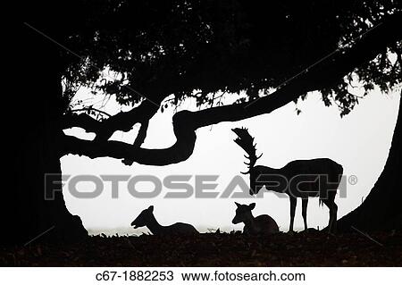 UK, Silhouette of Fallow Deer (Cervus dama), Does and buck View Large Photo Image Stock Image - UK, Silhouette of Fallow Deer (Cervus dama), Does and buck. Fotosearch