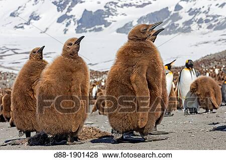 UK, South Georgia Islands, Saint Andrews Plains, King Penguin (Aptenodytes patagonicus) chicks View Large Photo Image Stock Photo - UK, South Georgia Islands, Saint Andrews Plains, King Penguin (Aptenodytes patagonicus) chicks. Fotosearch