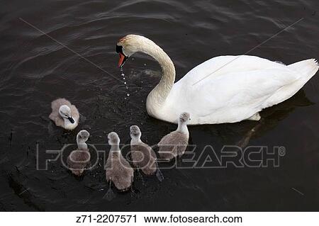 UK, Wales, Cardiff, Bay, Wetlands Reserve, swan, cygnets,. View Large Photo Image Stock Image - UK, Wales, Cardiff, Bay, Wetlands Reserve, swan, cygnets,.. Fotosearch