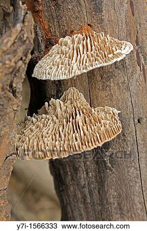 Stock Image - Underside of daedalea quercina bracket fungi, Bracket fungi. Fotosearch