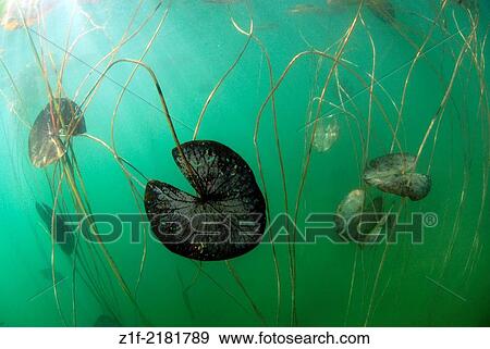 Stock Photo - Underwater dead water lily leaf in a lake of France.. Fotosearch