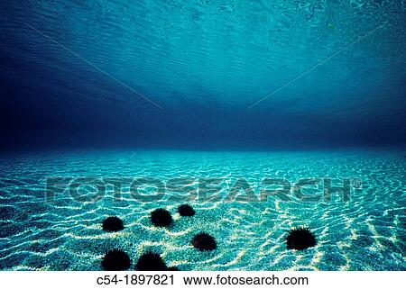 Underwater landscape, Eastern Atlantic, Galicia, Spain View Large Photo Image Stock Image - Underwater landscape, Eastern Atlantic, Galicia, Spain. Fotosearch