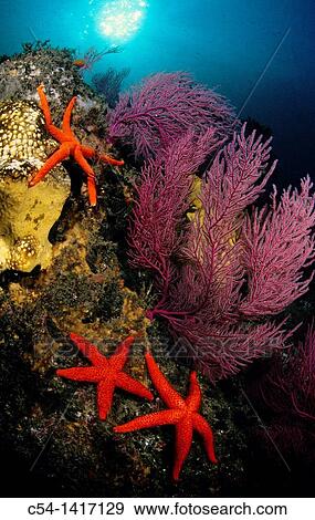 Stock Photo - Underwater landscape: Sea Fans (Leptogorgia sarmentosa), Starfish (Echinaster sepositus), Eastern Atlantic, Galicia, Spain. Fotosearch