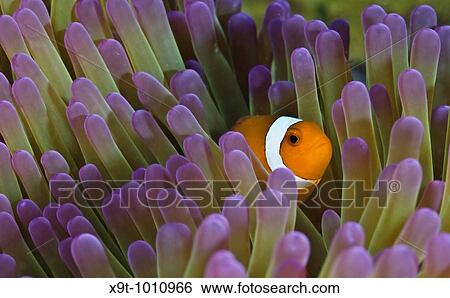 Stock Photograph - Underwater Life, Found Nemo, Clownfish Amphiprion Percula, Indonesia. Fotosearch