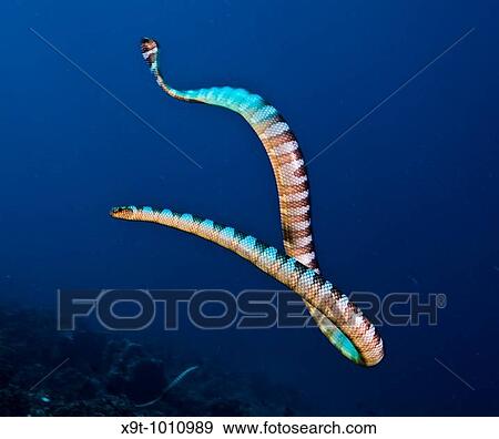 Stock Photo - Underwater Life, U-Turn, Banded Sea Snake Laticauda Colubrina, IndonesiaIn Gunung Api in the Banda Sea one could dive surrounded by hundreds of sea snakes. Fotosearch