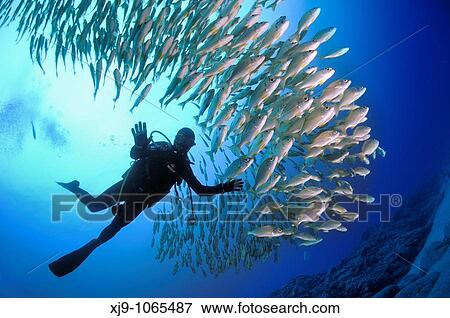 Stock Photo - Underwater pushes this group of fish Pomadasys incisus, Bastard grund. Fotosearch