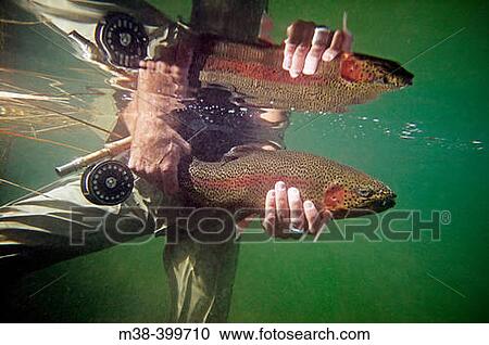 Underwater shot of man holding a rainbow trout. Silver Creek, Idaho. USA View Large Photo Image Stock Image - Underwater shot of man holding a rainbow trout. Silver Creek, Idaho. USA. Fotosearch