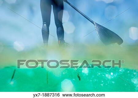 Underwater view of a person on a stand up paddle surf board. View Large Photo Image Stock Photograph - Underwater view of a person on a stand up paddle surf board.. Fotosearch