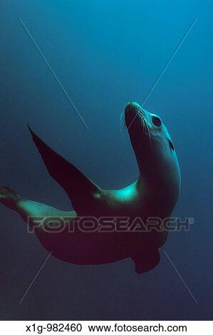 Stock Image - Underwater view of California Sea Lion Zalophus californianus swimming of off Santa Barbara Island, California. Fotosearch