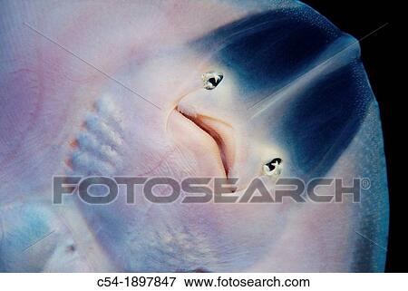 Stock Photo - Undulate ray, Painted ray Raja undulata, Eastern Atlantic, Galicia, Spain. Fotosearch