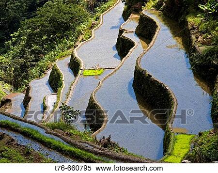 UNESCO terracing, World Heritage rice terraces near Banaue, Philippines View Large Photo Image Stock Photography - UNESCO terracing, World Heritage rice terraces near Banaue, Philippines. Fotosearch