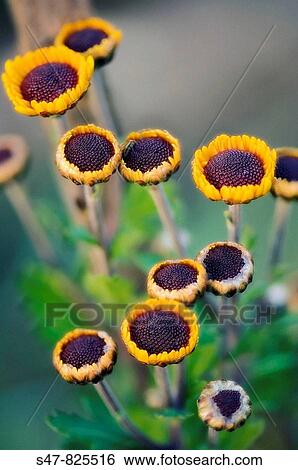 Stock Photograph - Unfolding Chrysanthemum Flowers.. Fotosearch