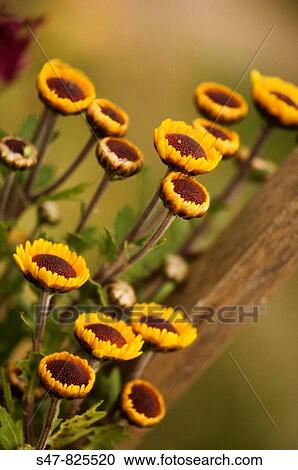 Stock Image - Unfolding Yellow Chrysanthemum Flowers.. Fotosearch