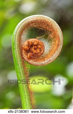 Unfurling Fiddlehead Fern Frond, Borneo, Malaysia. View Large Photo Image Stock Image - Unfurling Fiddlehead Fern Frond, Borneo, Malaysia.. Fotosearch