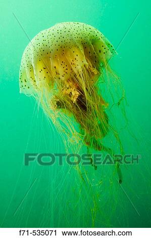 Unidentified Jellyfish. Patterson Inlet. Stewart Island. New Zealand. South Pacific Ocean. View Large Photo Image Stock Image - Unidentified Jellyfish. Patterson Inlet. Stewart Island. New Zealand. South Pacific Ocean.. Fotosearch