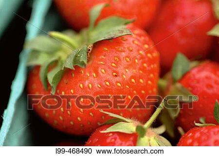 Union Square farmer's market strawberries View Large Photo Image Stock Image - Union Square farmer's market strawberries. Fotosearch