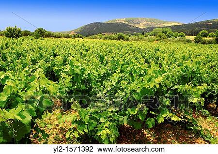 Unique Robola Grape Vineyards of Kefalonia, Ionian Islands, Greece View Large Photo Image Stock Image - Unique Robola Grape Vineyards of Kefalonia, Ionian Islands, Greece. Fotosearch