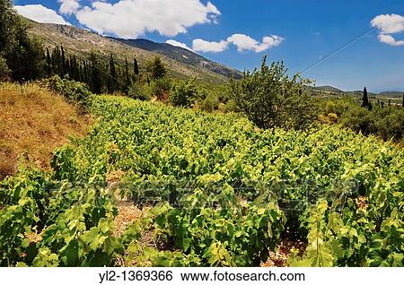 Unique Robola Grape Vineyards of Kefalonia, Ionian Islands, Greece View Large Photo Image Stock Photograph - Unique Robola Grape Vineyards of Kefalonia, Ionian Islands, Greece. Fotosearch