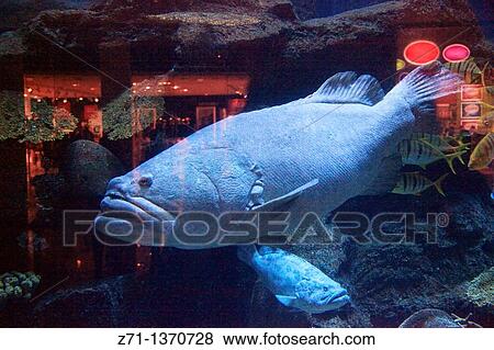 Stock Photo - United Arab Emirates, Dubai, Dubai Mall, Aquarium.. Fotosearch