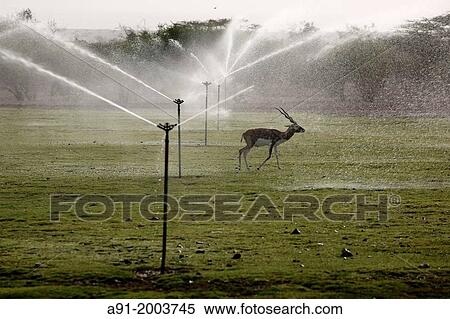 United Arab Emirates (UAE), Abu Dhabi, Sir Bani Yas island, natural reserve of desert animals such as oryx, giraffes, cheetahs View Large Photo Image Stock Photography - United Arab Emirates (UAE), Abu Dhabi, Sir Bani Yas island, natural reserve of desert animals such as oryx, giraffes, cheetahs. Fotosearch
