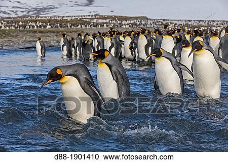 Stock Image - United Kingdom, South Georgia Islands, Saint Andrews plains, King Penguin Aptenodytes patagonicus, adult crossing a river. Fotosearch