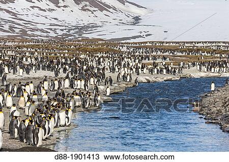 Stock Image - United Kingdom, South Georgia Islands, Saint Andrews plains, King Penguin Aptenodytes patagonicus, adult. Fotosearch