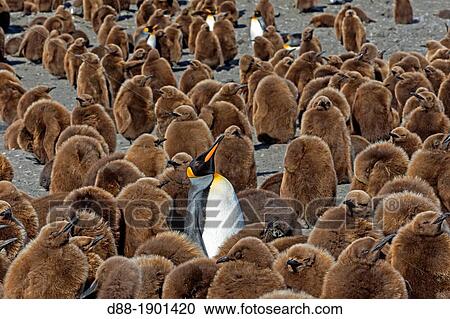 United Kingdom, South Georgia Islands, Saint Andrews plains, King Penguin Aptenodytes patagonicus, yougs in brown and adults View Large Photo Image Stock Image - United Kingdom, South Georgia Islands, Saint Andrews plains, King Penguin Aptenodytes patagonicus, yougs in brown and adults. Fotosearch